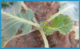 Как избавиться от крестоцветной блошки – спасем капусту, редис и клубнику